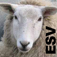 Psalm Daily Quotes ESV - Systems of Merritt, Inc.