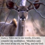 Give ear to my words, O Lord