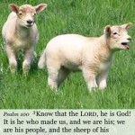 lambs lambs