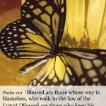 butterfly butterfly