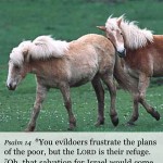 Psalm NIV