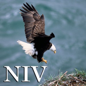 NIV512